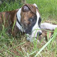 Blanding af racer tjokie