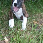 Blanding af racer tjokie