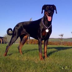 Dobermann Jotunheim´s Drome "Diser"