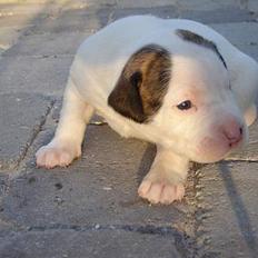 Amerikansk bulldog Maggie