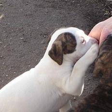 Amerikansk bulldog Maggie