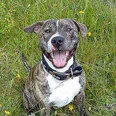 Blanding af racer Hannibal (amstaff)