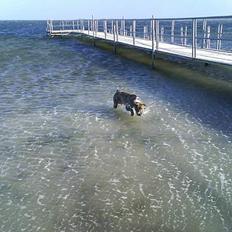 Blanding af racer Hannibal (amstaff)