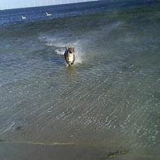 Blanding af racer Hannibal (amstaff)