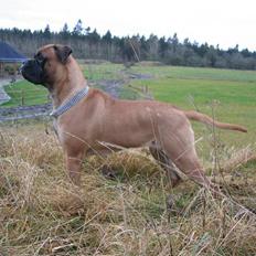 Bullmastiff Zera