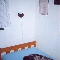 Kleiner münsterländer Linca(DØD)