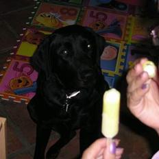 Labrador retriever Bess