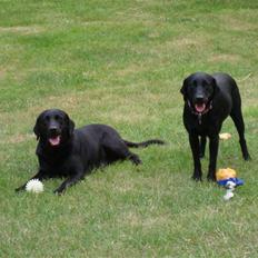 Labrador retriever Bess