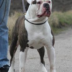 Amerikansk bulldog Østergaards Euroman