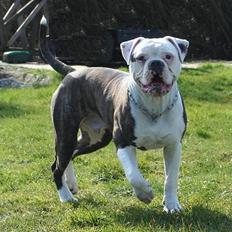 Amerikansk bulldog Østergaards Euroman