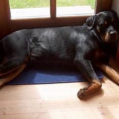 Rottweiler Mikki <'''3