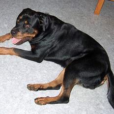 Rottweiler Mikki <'''3