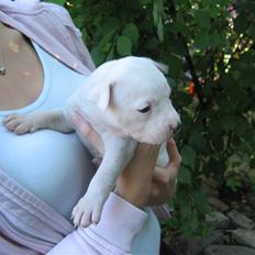 Amerikansk bulldog VBA's Coco Chanel - Malou