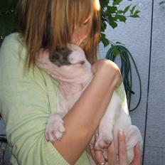 Amerikansk bulldog VBA's Coco Chanel - Malou