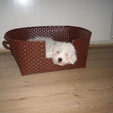 Coton de tulear Oscar