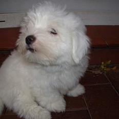 Coton de tulear Oscar