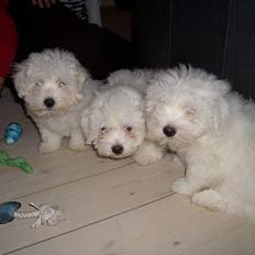 Coton de tulear Oscar
