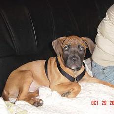 Blanding af racer Amstaff/Ambull Ticco