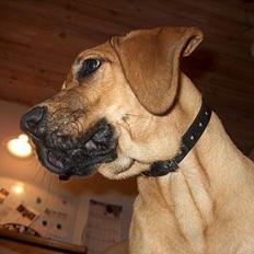 Broholmer Valde Ole Elo Edlav <''3