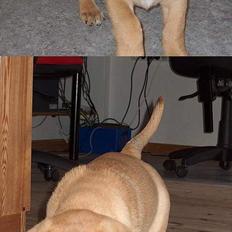 Broholmer Valde Ole Elo Edlav <''3