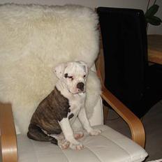 Amerikansk bulldog Østergaards Euroman