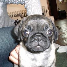 Mops Mester