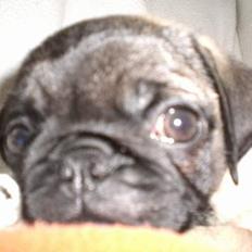 Mops Mester