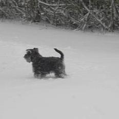 Dvaergschnauzer Tøffe