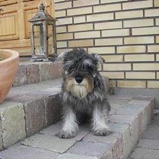Dvaergschnauzer Tøffe