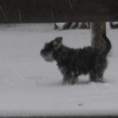 Dvaergschnauzer Tøffe