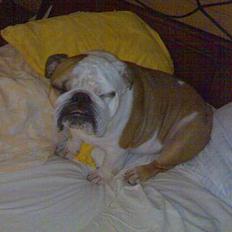 Engelsk bulldog Coca