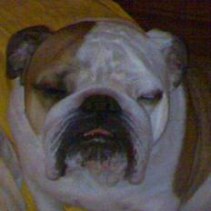 Engelsk bulldog Coca