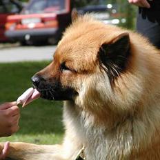 Eurasier Nemo (Beebob) R.I.P.