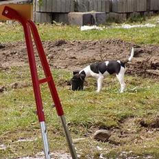 Dansk svensk gaardhund Thor