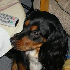 Blanding af racer Bailey