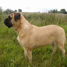 Bullmastiff Molly
