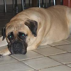 Bullmastiff Molly