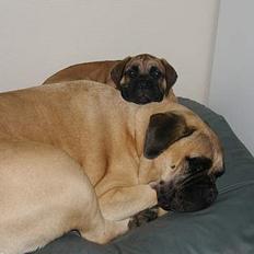 Bullmastiff Molly