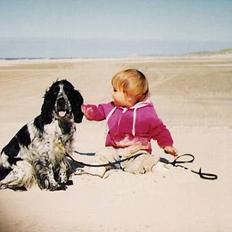 Cocker spaniel Suzzi (død)