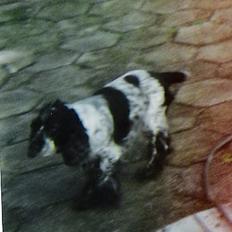 Cocker spaniel Suzzi (død)