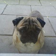 Mops marius