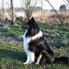 Collie langhåret Simba - sov sødt min skat!