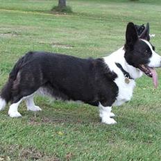 Welsh corgi cardigan Thea
