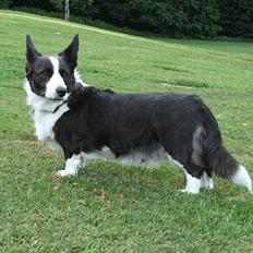 Welsh corgi cardigan Thea