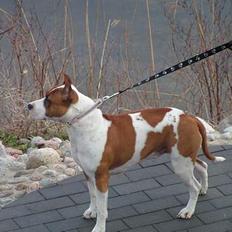 Amerikansk staffordshire terrier midi