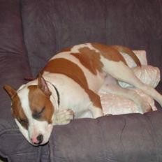 Amerikansk staffordshire terrier midi