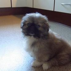 Pekingeser Spokie