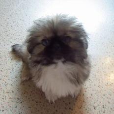 Pekingeser Spokie