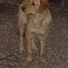 Golden retriever bernhard