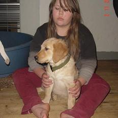 Golden retriever bernhard